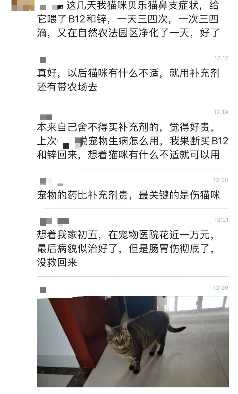 猫咪加入补充剂修复急性传染病管炎（猫鼻支）