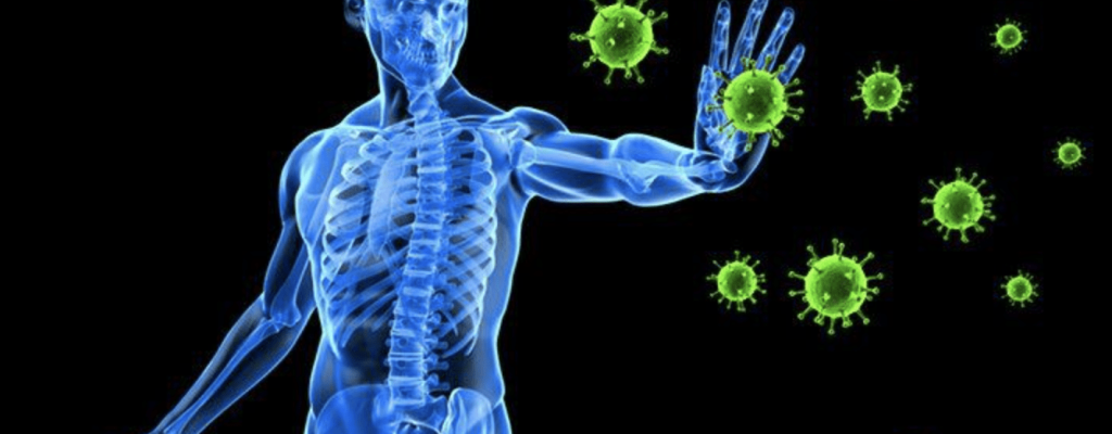 immune system 4